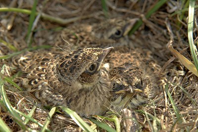 BUITEN BEELD Foto: 146757