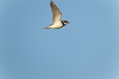 BUITEN BEELD Foto: 146759