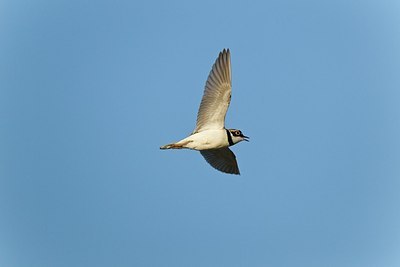 BUITEN BEELD Foto: 146760