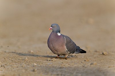 BUITEN BEELD Foto: 146772