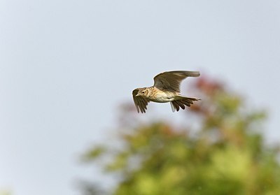BUITEN BEELD Foto: 146778