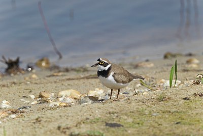 BUITEN BEELD Foto: 146779