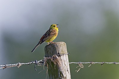 BUITEN BEELD Foto: 146782