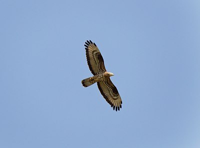BUITEN BEELD Foto: 146785
