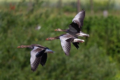BUITEN BEELD Foto: 146786