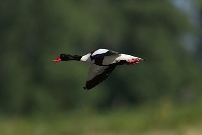 BUITEN BEELD Foto: 146787