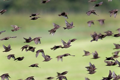 BUITEN BEELD Foto: 146788