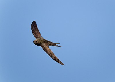BUITEN BEELD Foto: 146790