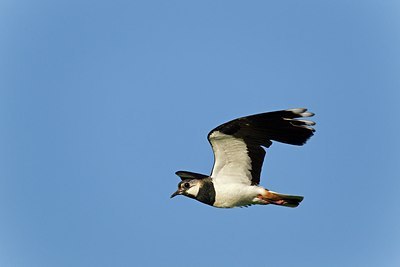 BUITEN BEELD Foto: 146792