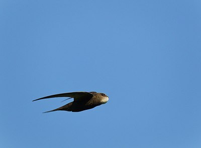 BUITEN BEELD Foto: 146793