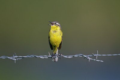 BUITEN BEELD Foto: 146794