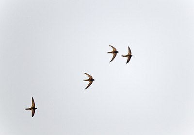 BUITEN BEELD Foto: 146816