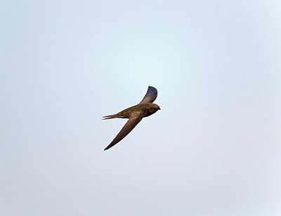 BUITEN BEELD Foto: 146817