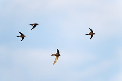 BUITEN BEELD Foto: 146818