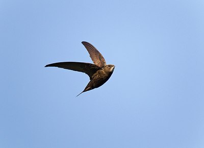 BUITEN BEELD Foto: 146819