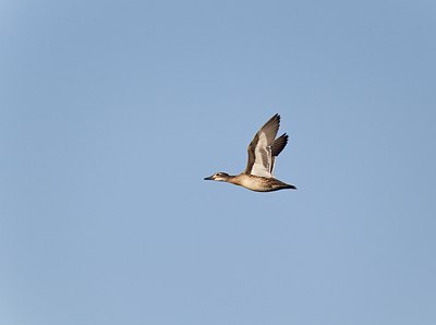 BUITEN BEELD Foto: 146821