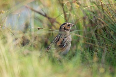 BUITEN BEELD Foto: 146826