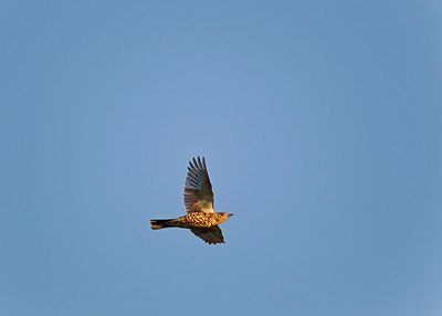 BUITEN BEELD Foto: 146827