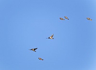 BUITEN BEELD Foto: 146829