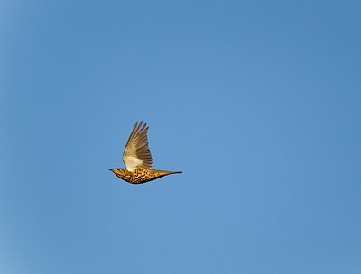 BUITEN BEELD Foto: 146830