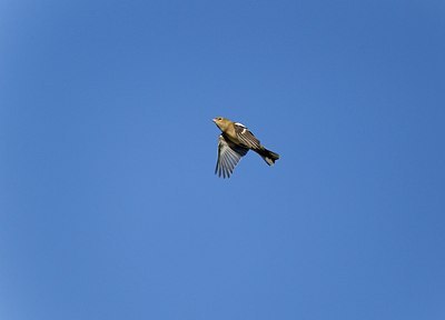 BUITEN BEELD Foto: 146831