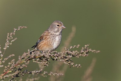 BUITEN BEELD Foto: 146834