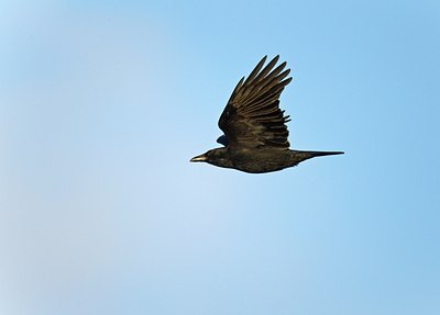 BUITEN BEELD Foto: 146835