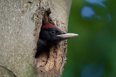 BUITEN BEELD Foto: 146844