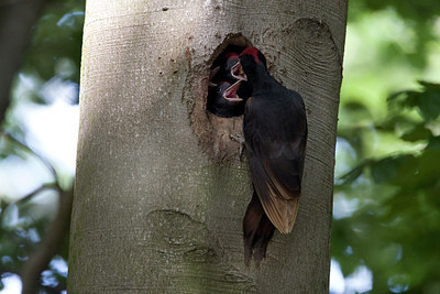 BUITEN BEELD Foto: 146849