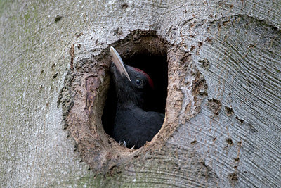 BUITEN BEELD Foto: 146850