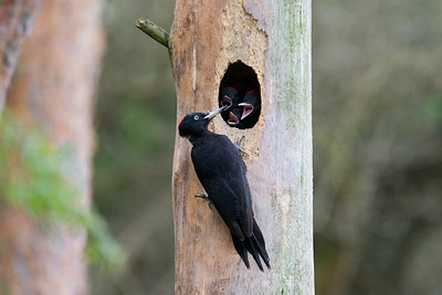 BUITEN BEELD Foto: 146851