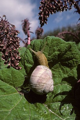 BUITEN BEELD Foto: 146867