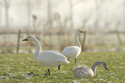 BUITEN BEELD Foto: 146881