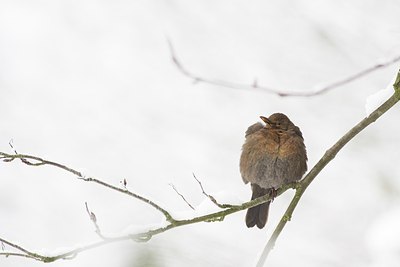 BUITEN BEELD Foto: 146887