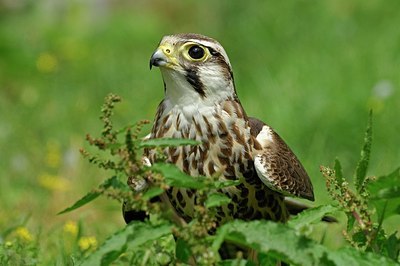 BUITEN BEELD Foto: 146926