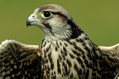 BUITEN BEELD Foto: 146933
