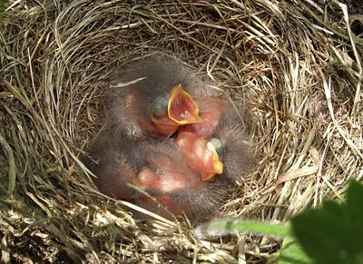BUITEN BEELD Foto: 146934