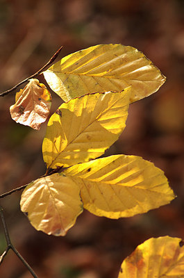 BUITEN BEELD Foto: 146954