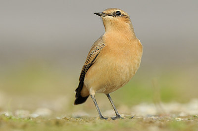 BUITEN BEELD Foto: 146977