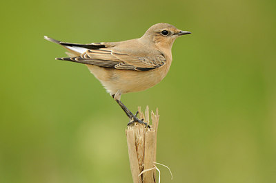 BUITEN BEELD Foto: 146980