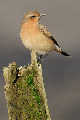 BUITEN BEELD Foto: 146981