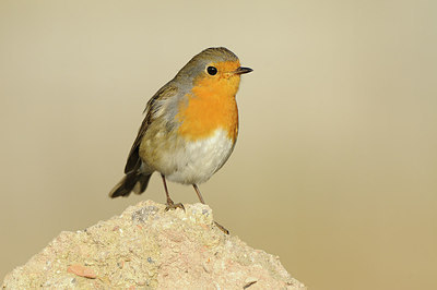 BUITEN BEELD Foto: 146994