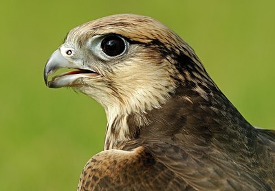 BUITEN BEELD Foto: 147080