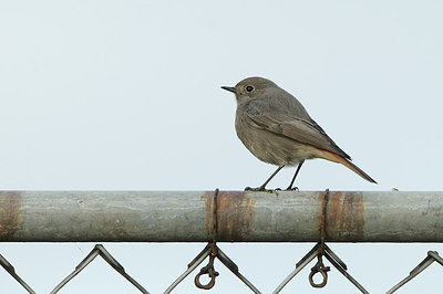BUITEN BEELD Foto: 147185