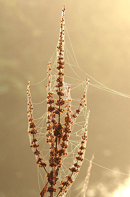 BUITEN BEELD Foto: 147188