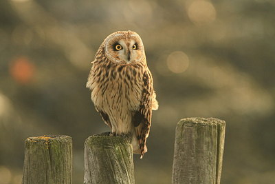 BUITEN BEELD Foto: 147191
