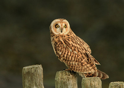 BUITEN BEELD Foto: 147211