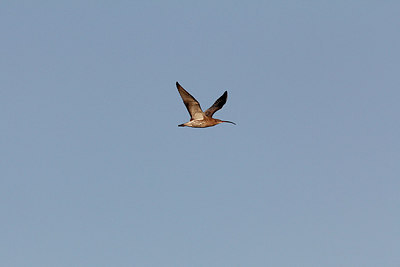 BUITEN BEELD Foto: 147237