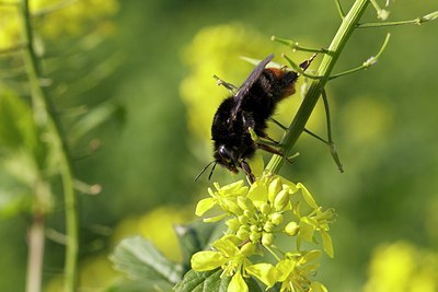 BUITEN BEELD Foto: 147306