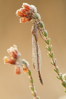 BUITEN BEELD Foto: 147357